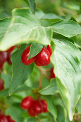 Bright red berries of cornel on the branch