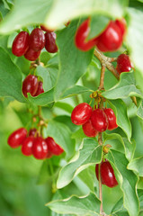 Bright red berries of cornel on the branch