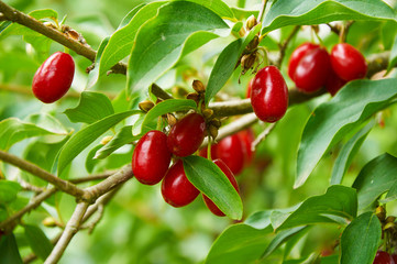 Bright red berries of cornel on the branch