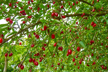 Bright red berries of cornel on the branch