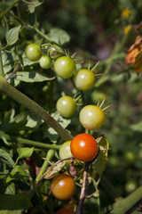 Red and green cherry tomatoes in the garden