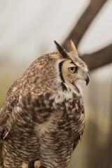 Great Horned Owl