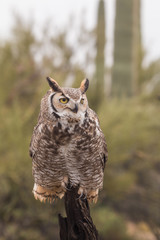 Great Horned Owl