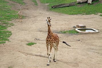 Walking giraffe in a Zoo