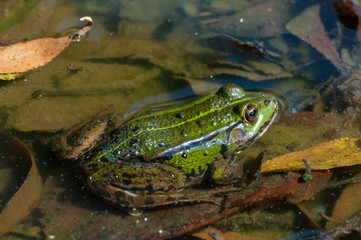 Edible frog