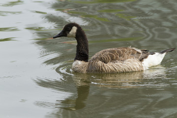 Obraz premium A Canada Goose swimming in a pond 