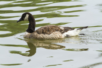 A Canada Goose swimming in a pond 