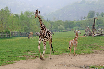 Walking adult giraffe with a young one in a Zoo