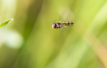 Цветочная муха, насекомое. Flower fly, insect