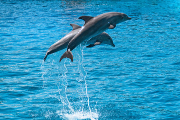 Two dolphins jump above blue water