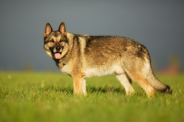 Adult German Shepherd Dog