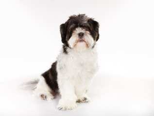 Purebred Shih Tzu dog
