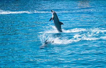 Dolphins in aquarium