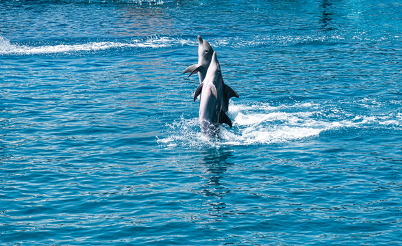 Bottlenose dolphins in aquarium
