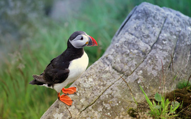  atlantic puffin (Fratercula arctica) perched on a granite rock at Runde island (Norway))