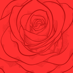 beautiful background with red rose close-up