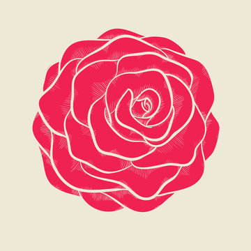 beautiful pink rose in a hand-drawn graphic style in vintage colors