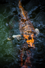 Carp fish ,Koi