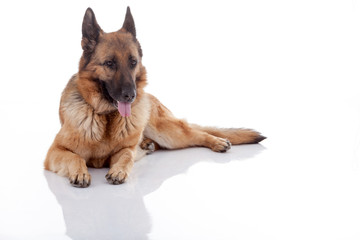 German Shepherd lying on the floor