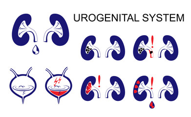 Urogenital system, kidneys, bladder.
