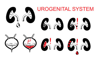 Urogenital system, kidneys, bladder.