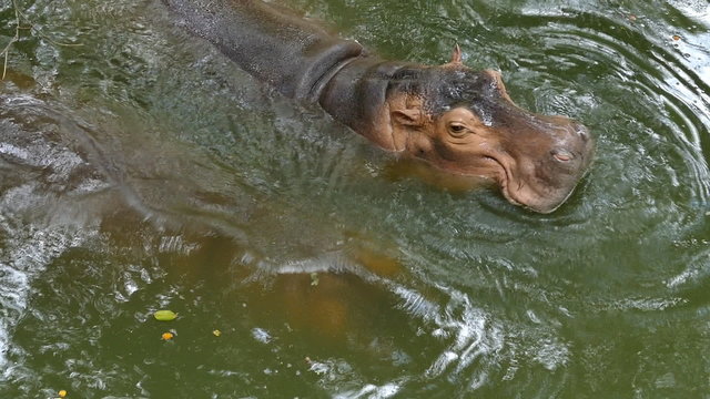 Hippo in the water , Hippopotamus in the zoo