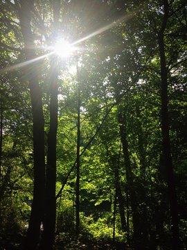 Sonne im Wald 