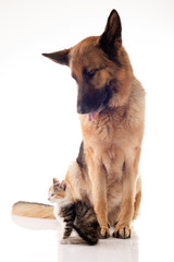 Cat and dog together