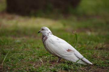 pigeon