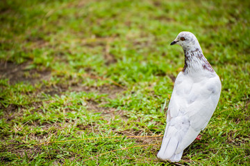 pigeon