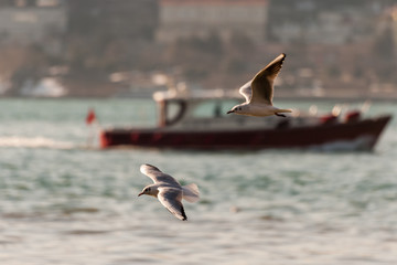 Flying Seagull, Most Famous Among Seabirds