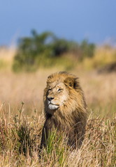 Naklejka na ściany i meble The male lion. Botswana. An excellent illustration.