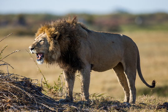 The male lion. Botswana. An excellent illustration.