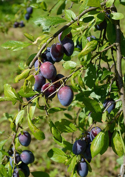 Mature plum house (Prunus domestica L.) hangs on a branch