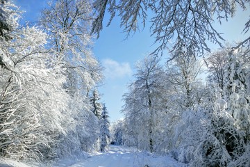 Hessischer Winterwald