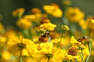 Honigbiene auf Sonnenbraut