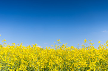 Rapeseed field with clear blue sky