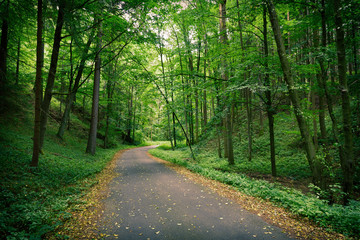 Obraz premium Abandoned asphalt road in a deep green forest