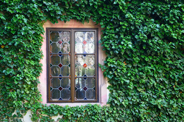 Beautiful window in a wall overgrown by thick green ivy - 89795848