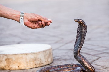 Fototapeta premium Egyptian cobra charmed at Jemaa el-Fnaa square, Marrakesh (Morocco)