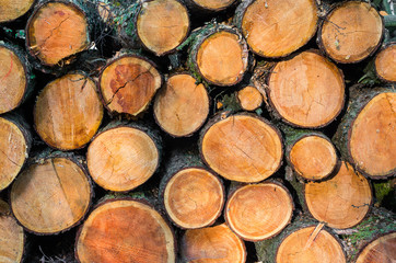 pile of wood trunks stored in a forest