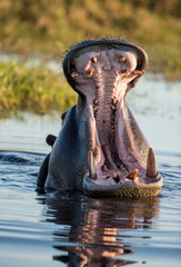 Fototapeta na wymiar Hippo he opens his mouth. Close-up. An excellent illustration. Botswana.