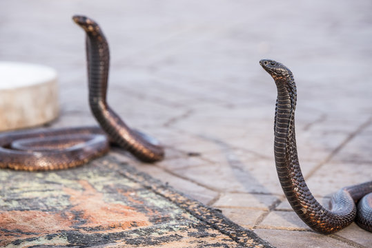 Two Egyptian cobras charmed at Jemaa el-Fnaa square, Marrakesh (Morocco)