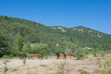 Obraz premium Horses in nature