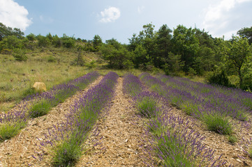 Obraz premium Landscape in the French Drome