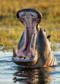 Hippo he opens his mouth. Close-up. An excellent illustration. Botswana.