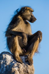 The baboon sits on a termite mound. Botswana.