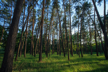 Obraz premium лес