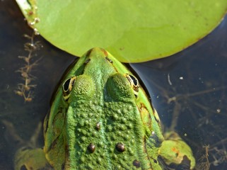 Teichfrosch (Pelophylax esculentus) von oben
