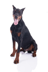 Obraz premium Doberman Pinscher sitting